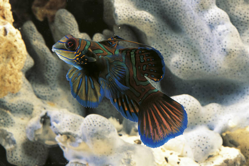 游泳,无人,横图,室外,白天,侧面,水下,美景,科学,鱼,珊瑚,景观,鱼类,水族馆,自然,动物,景色,摄影,鲈鱼,生物学,自然风光,咸水鱼,花鲈,鲈板,鲈子鱼,鳜鱼,式样,彩图,动物学