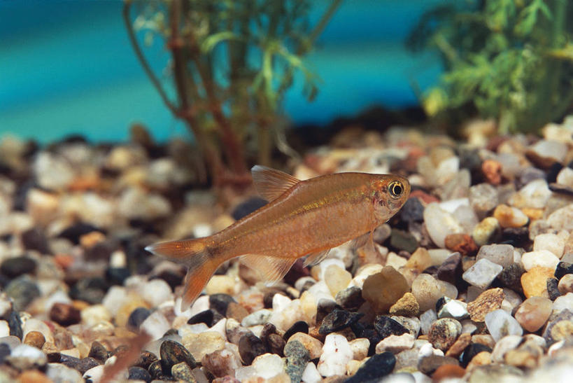 游泳,无人,横图,侧面,水下,鲤鱼,科学,鱼,水产,鱼类,水族馆,动物,鹅卵石,摄影,生物学,水生动物,水生物,岩石,鲤子,鲤拐子,彩图,淡水生物,河鲜,动物学