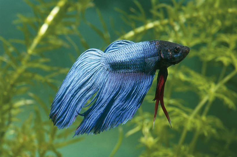 游泳,无人,横图,侧面,水下,科学,鱼,宏伟,鱼类,水族馆,蓝色,动物,摄影,鲈鱼,生物学,水生植物,花鲈,鲈板,鲈子鱼,暹罗斗鱼,彩图,动物学