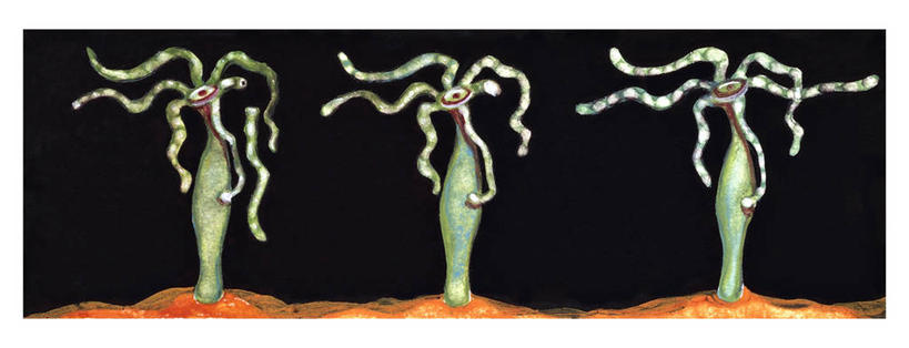 无人,横图,全景,插画,数码,科技,三只,一排,阴影,黑色背景,整齐,科学,网络,高光,几何,计算机图形,合成,图画,无脊椎动物,画,排列,黑色,涂料,电脑合成图,数码合成图,色板,生物学,合成图,队列,漫画,刺胞动物,写实,具体,具象,水蛭,彩图,动物学