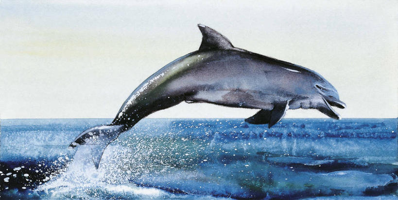 无人,跳,横图,插画,室外,白天,侧面,数码,科技,海洋,水,哺乳动物,海豚,野生动物,阴影,溅,科学,网络,地平线,水平线,半空,高光,几何,计算机图形,合成,图画,画,自然,动物,环境,电脑合成图,数码合成图,生物学,合成图,漫画,写实,具体,具象,鲸类,真海豚,彩图,动物学