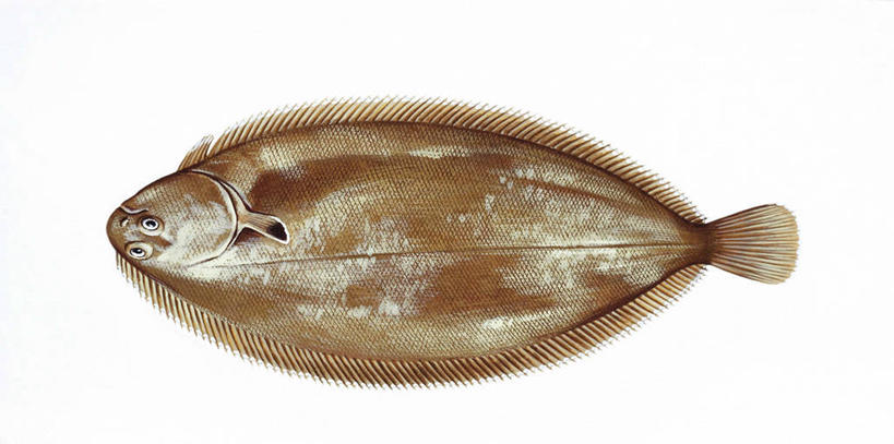 无人,横图,全景,插画,白色背景,侧面,数码,科技,比目鱼,野生动物,阴影,科学,网络,高光,几何,计算机图形,合成,图画,画,白色,自然,动物,环境,电脑合成图,数码合成图,生物学,合成图,咸水鱼,漫画,鳎鱼,写实,具体,具象,彩图,动物学,太平洋油鲽