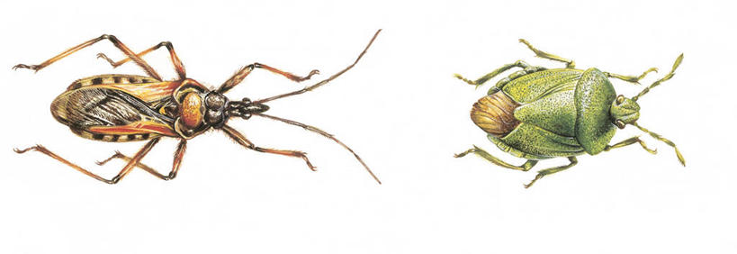 无人,横图,全景,俯视,插画,白色背景,数码,科技,野生动物,阴影,科学,网络,昆虫,高光,几何,计算机图形,合成,图画,画,白色,自然,动物,两只,环境,电脑合成图,数码合成图,生物学,合成图,节肢动物,漫画,写实,具体,具象,臭虫,彩图,高角度拍摄,动物学,半翅目