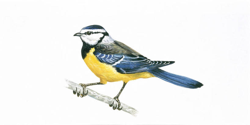 无人,横图,全景,插画,室外,白天,白色背景,侧面,数码,科技,野生动物,阴影,科学,网络,鸟类,山雀,枝,高光,几何,计算机图形,合成,图画,画,白色,自然,动物,栖息,环境,电脑合成图,数码合成图,生物学,合成图,漫画,写实,具体,具象,蓝山雀,彩图,动物学