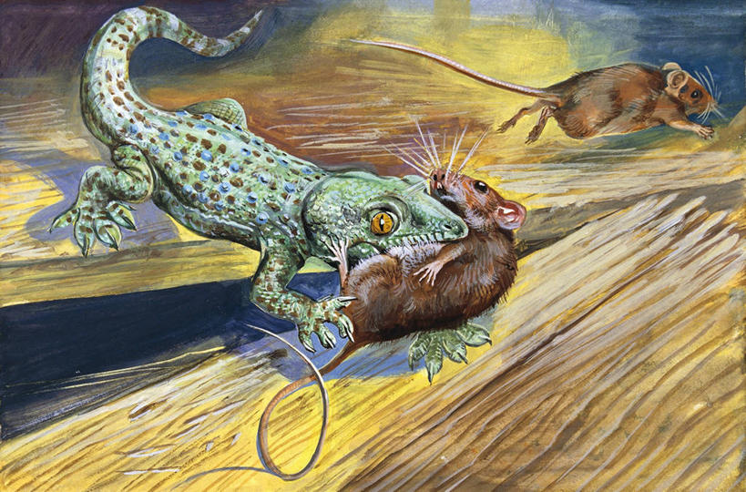 无人,吃,横图,插画,室外,白天,数码,科技,壁虎,野生动物,三只,阴影,科学,网络,捕食,高光,几何,计算机图形,合成,图画,画,自然,鼠,环境,电脑合成图,数码合成图,生物学,合成图,进攻,漫画,杀害,写实,具体,具象,喂养,大壁虎,彩图,动物学