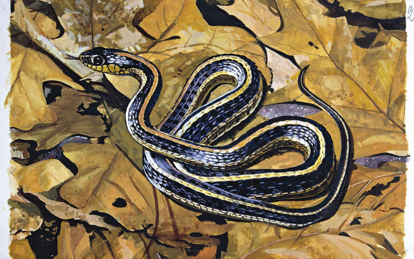 无人,横图,俯视,插画,室外,白天,数码,科技,野生动物,叶子,阴影,条纹,环绕,缠绕,科学,网络,蛇,高光,几何,计算机图形,合成,图画,画,自然,动物,环境,电脑合成图,数码合成图,生物学,合成图,纠缠,漫画,乌蛇,写实,具体,具象,束带蛇,式样,彩图,高角度拍摄,动物学,卷须