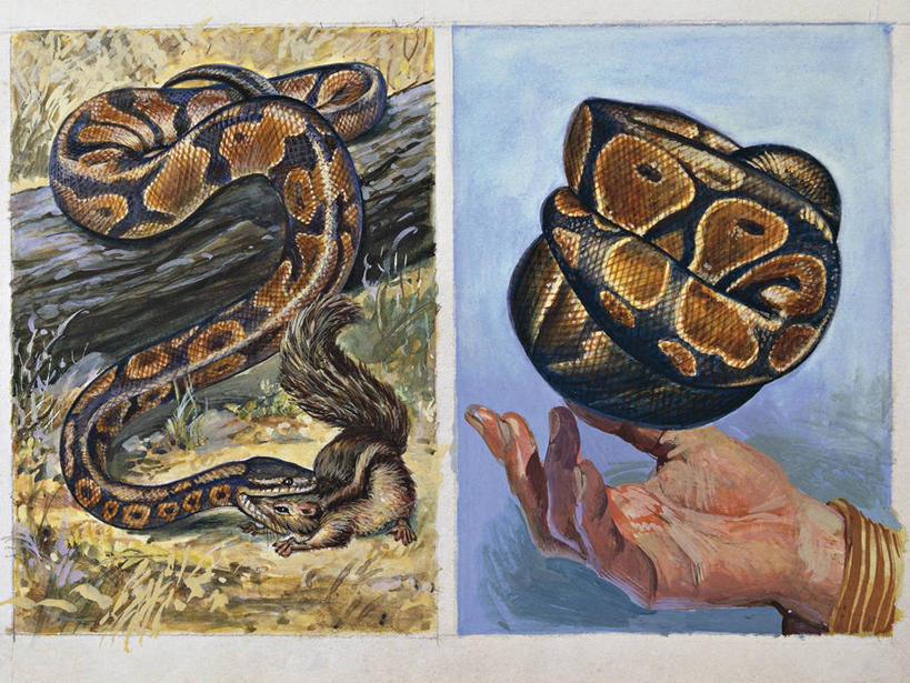 手,无人,横图,插画,室外,白天,数码,科技,野生动物,阴影,科学,网络,蛇,捕食,高光,几何,计算机图形,合成,图画,画,自然,动物,两只,人体,环境,电脑合成图,数码合成图,生物学,合成图,巨蟒,进攻,漫画,杀害,写实,具体,具象,彩图,动物学