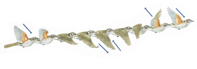 无人,横图,全景,插画,白色背景,侧面,重复,数码,科技,野生动物,阴影,科学,网络,画眉,鸟类,图表,高光,几何,计算机图形,合成,图画,飞,画,白色,自然,动物,栖息,环境,电脑合成图,数码合成图,生物学,合成图,漫画,写实,具体,具象,酵母,彩图,动物学