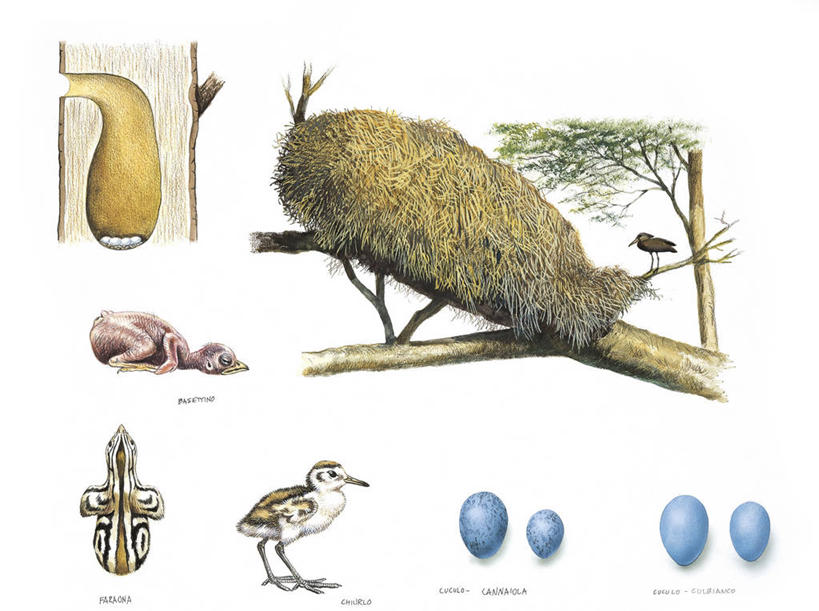 无人,横图,插画,室外,白色背景,数码,科技,猫头鹰,鸟,野生动物,四只,阴影,科学,网络,杓鹬,鸟类,鸟巢,洞,稻草,高光,几何,计算机图形,合成,小鸟,图画,画,树,白色,自然,动物,环境,电脑合成图,数码合成图,生物学,合成图,凶猛,漫画,珍珠鸡,写实,具体,具象,卵,鹫珠鸡,残暴,凶残,鸮,枭,彩图,动物学