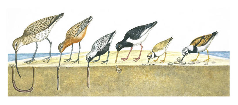 无人,横图,全景,插画,室外,白色背景,数码,科技,水,野生动物,一排,阴影,整齐,科学,网络,鸟类,高光,几何,计算机图形,合成,图画,画,排列,白色,自然,环境,电脑合成图,数码合成图,啄,生物学,合成图,队列,漫画,喙,写实,具体,具象,岩石,彩图,动物学