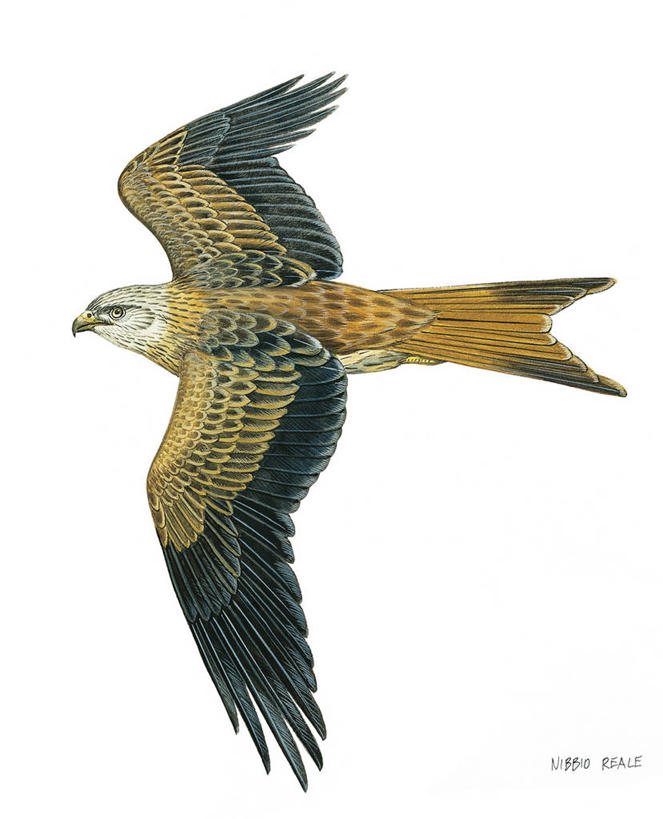 无人,竖图,插画,白色背景,数码,科技,阴影,科学,网络,翅膀,鸟类,高光,几何,计算机图形,合成,图画,飞,画,白色,自然,动物,环境,电脑合成图,数码合成图,生物学,合成图,漫画,喙,猎鹰,写实,具体,具象,彩图,动物学,赤鸢