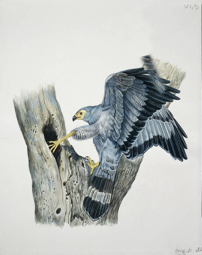 无人,竖图,插画,数码,科技,阴影,科学,网络,鸟类,高光,几何,计算机图形,合成,图画,画,动物,电脑合成图,数码合成图,生物学,合成图,漫画,写实,具体,具象,蛇鹫,彩图,动物学