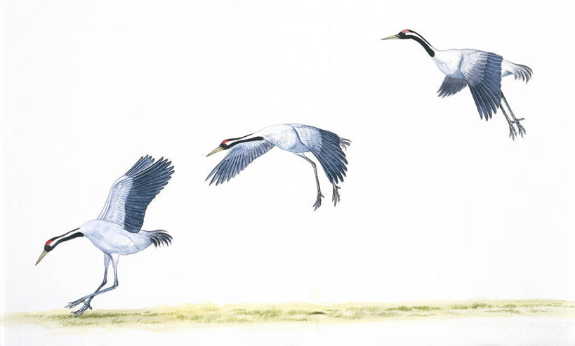 无人,横图,插画,室外,白色背景,数码,科技,丹顶鹤,三只,阴影,科学,网络,翅膀,鸟类,高光,几何,计算机图形,着陆,合成,图画,飞,画,白色,自然,环境,电脑合成图,数码合成图,生物学,合成图,漫画,写实,具体,具象,黑水鸡,彩图,动物学