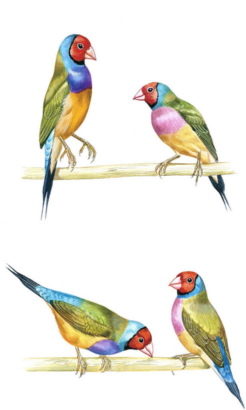 无人,竖图,插画,白色背景,数码,科技,四只,阴影,科学,网络,鸟类,枝,高光,几何,计算机图形,合成,图画,画,白色,自然,动物,栖息,环境,电脑合成图,数码合成图,生物学,合成图,交配,漫画,写实,具体,具象,性行为,彩图,伴侣,动物学