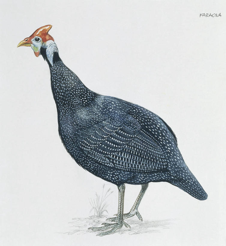 无人,竖图,插画,白色背景,数码,科技,鸟,阴影,科学,网络,鸟类,高光,几何,计算机图形,合成,图画,画,白色,自然,动物,爪,环境,电脑合成图,数码合成图,生物学,合成图,漫画,喙,珍珠鸡,写实,具体,具象,鹫珠鸡,金合欢树,彩图,鸡形目,动物学