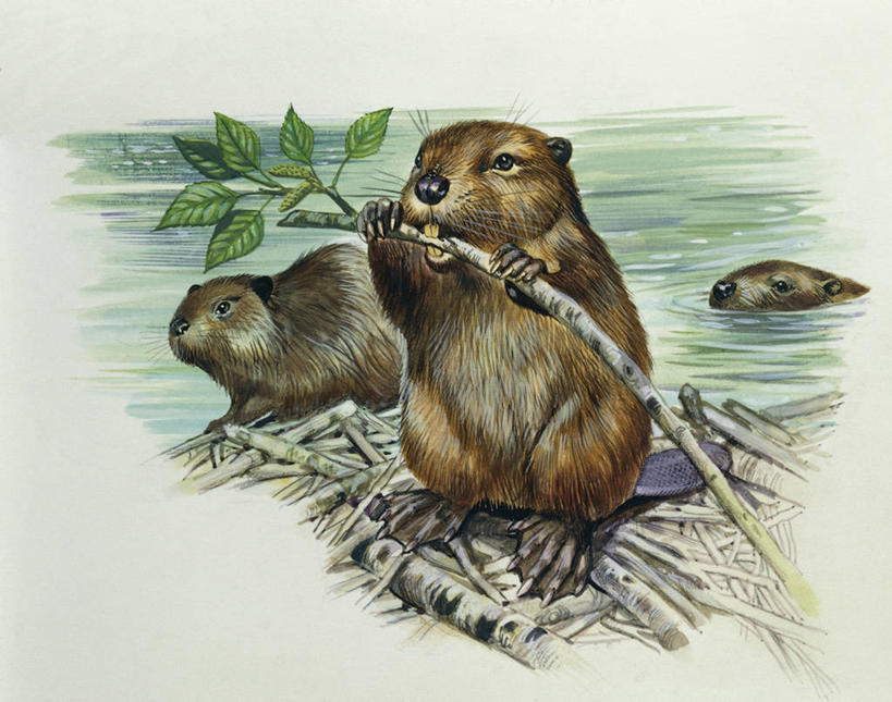 游泳,无人,站,横图,插画,室外,白色背景,数码,科技,水,哺乳动物,野生动物,叶子,三只,咬,阴影,科学,网络,枝,高光,几何,计算机图形,合成,图画,拿着,画,白色,自然,动物,环境,电脑合成图,数码合成图,生物学,合成图,海狸,漫画,写实,具体,具象,咀嚼,彩图,动物学