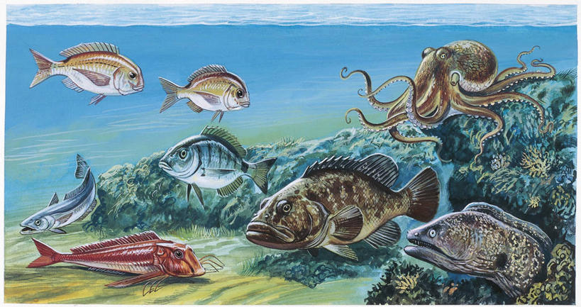 无人,横图,插画,室外,数码,科技,海底,海洋,水,野生动物,章鱼,阴影,科学,网络,高光,几何,计算机图形,合成,图画,鱼类,画,自然,多样,环境,电脑合成图,数码合成图,生物学,合成图,咸水鱼,漫画,头足类动物,写实,具体,具象,咸水鳗,彩图,动物学