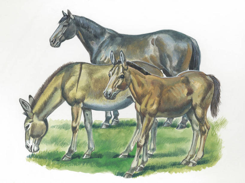 无人,站,横图,插画,室外,白色背景,侧面,数码,科技,哺乳动物,马,貘,野生动物,三只,阴影,科学,网络,高光,几何,计算机图形,合成,图画,画,草,白色,自然,动物,环境,电脑合成图,数码合成图,生物学,合成图,驴,骡子,漫画,写实,具体,具象,非洲野驴,彩图,动物学