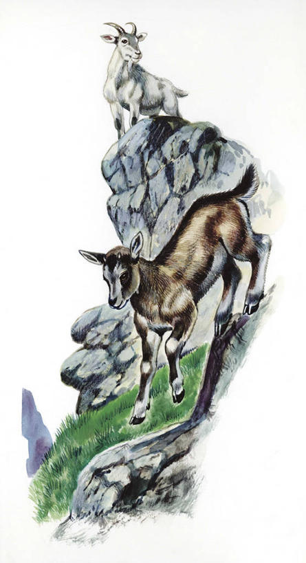无人,跑,跳,竖图,全景,插画,室外,白色背景,数码,科技,山,哺乳动物,野生动物,阴影,科学,网络,高光,几何,计算机图形,合成,图画,画,白色,自然,动物,环境,电脑合成图,数码合成图,生物学,合成图,漫画,偶蹄目,写实,具体,具象,家山羊,岩石,山羊,彩图,动物学