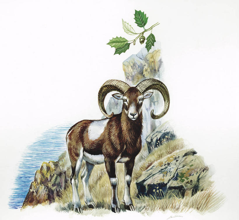 无人,站,横图,插画,室外,白天,白色背景,数码,科技,海洋,山,水,哺乳动物,野生动物,阴影,科学,网络,高光,几何,计算机图形,合成,图画,画,白色,自然,动物,环境,电脑合成图,数码合成图,生物学,合成图,漫画,偶蹄目,写实,具体,具象,欧洲盘羊,岩石,彩图,动物学