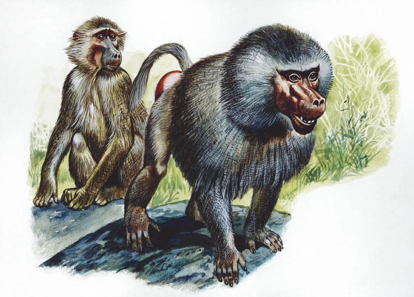 无人,横图,插画,室外,白天,白色背景,数码,科技,哺乳动物,野生动物,猴子,阴影,科学,网络,狒狒,高光,几何,计算机图形,合成,图画,画,白色,自然,动物,两只,环境,电脑合成图,数码合成图,生物学,合成图,漫画,灵长目,写实,具体,具象,阿拉伯狒狒,彩图,动物学