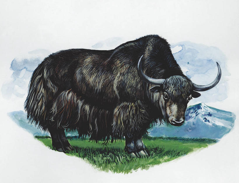 无人,站,横图,插画,室外,白天,白色背景,数码,科技,哺乳动物,野生动物,阴影,科学,网络,高光,几何,计算机图形,合成,图画,画,白色,自然,动物,环境,电脑合成图,数码合成图,生物学,合成图,漫画,偶蹄目,写实,具体,具象,野牛,牦牛,彩图,动物学