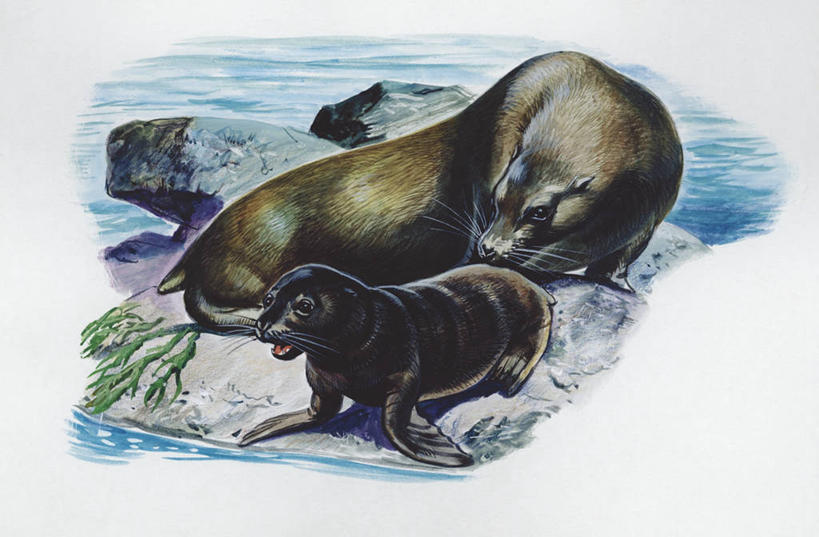 无人,坐,横图,插画,室外,白天,白色背景,数码,科技,海洋,水,哺乳动物,海狮,野生动物,阴影,科学,网络,高光,几何,计算机图形,合成,图画,画,白色,自然,动物,两只,环境,电脑合成图,数码合成图,生物学,合成图,漫画,写实,具体,具象,加州海狮,岩石,彩图,动物学