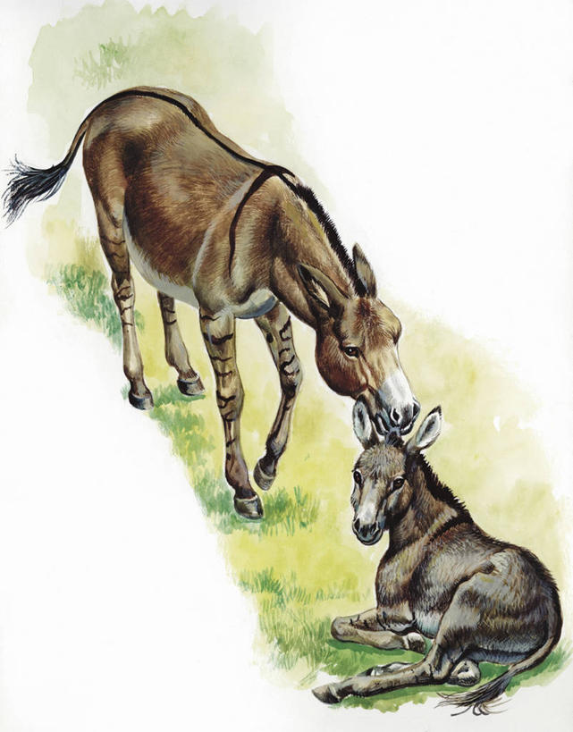 无人,竖图,插画,室外,白天,白色背景,数码,科技,哺乳动物,貘,野生动物,阴影,科学,网络,高光,几何,计算机图形,合成,图画,画,白色,自然,动物,两只,环境,电脑合成图,数码合成图,生物学,合成图,驴,漫画,写实,具体,具象,非洲野驴,彩图,动物学
