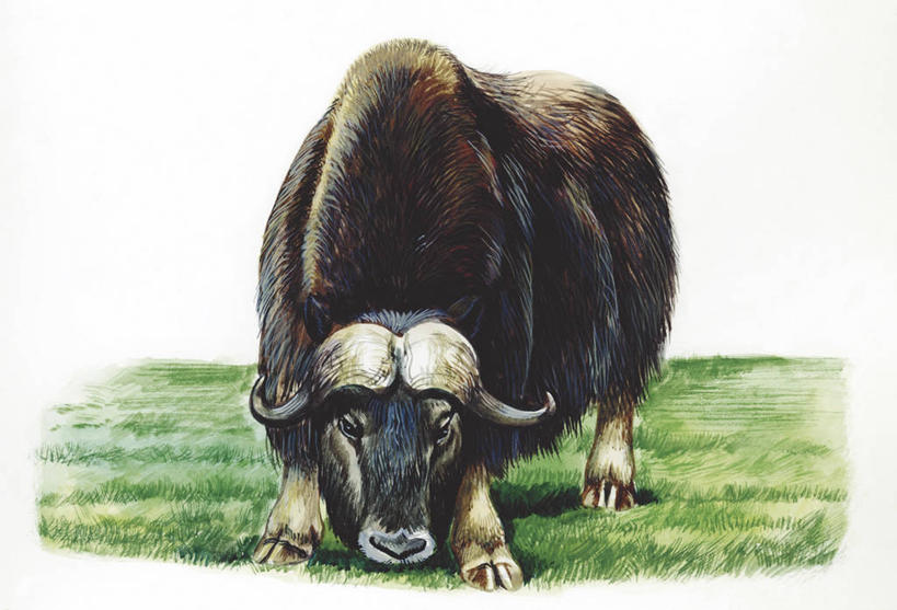 无人,站,吃,横图,插画,室外,白天,白色背景,数码,科技,哺乳动物,野生动物,阴影,科学,网络,高光,几何,计算机图形,合成,图画,画,草,白色,自然,动物,食草动物,环境,电脑合成图,数码合成图,生物学,合成图,漫画,偶蹄目,写实,具体,具象,麝牛,彩图,动物学