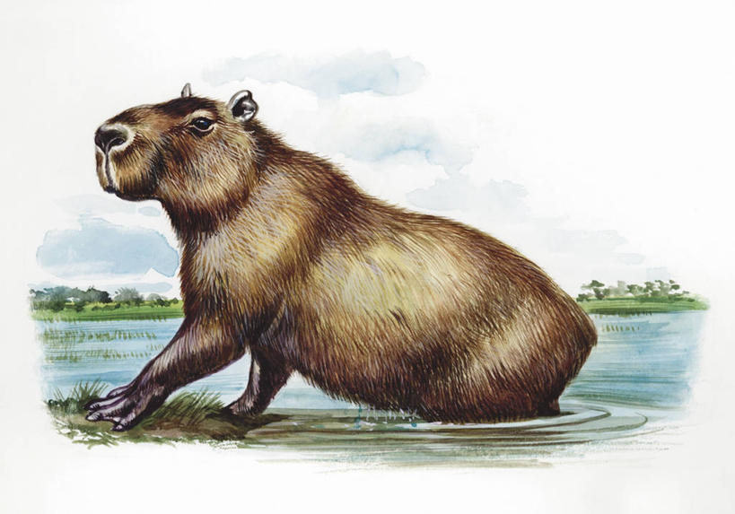 无人,横图,插画,室外,白天,白色背景,侧面,数码,科技,湖,河流,水,哺乳动物,野生动物,涉水,阴影,科学,网络,流水,高光,几何,计算机图形,合成,图画,画,白色,自然,动物,环境,电脑合成图,数码合成图,生物学,合成图,漫画,水豚,写实,具体,具象,彩图,动物学