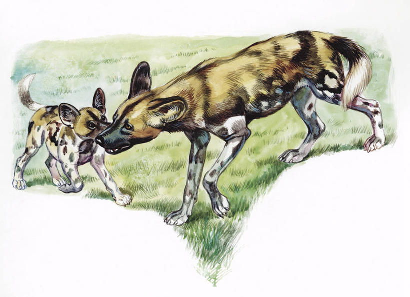 无人,横图,插画,室外,白天,白色背景,数码,科技,哺乳动物,野生动物,阴影,科学,网络,高光,几何,计算机图形,合成,图画,画,白色,自然,动物,两只,环境,电脑合成图,数码合成图,生物学,合成图,野狗,非洲野狗,漫画,写实,具体,具象,彩图,动物学