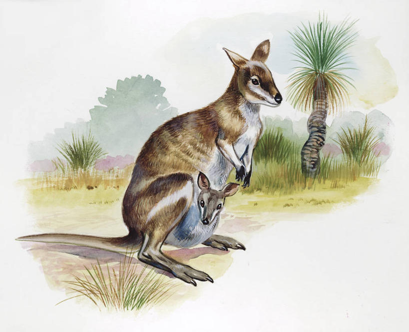 无人,横图,插画,室外,白天,白色背景,数码,科技,哺乳动物,袋鼠,野生动物,阴影,科学,网络,高光,几何,计算机图形,合成,图画,画,白色,自然,动物,两只,可爱,活泼,环境,电脑合成图,数码合成图,生物学,合成图,漫画,写实,具体,具象,育儿袋,彩图,动物学