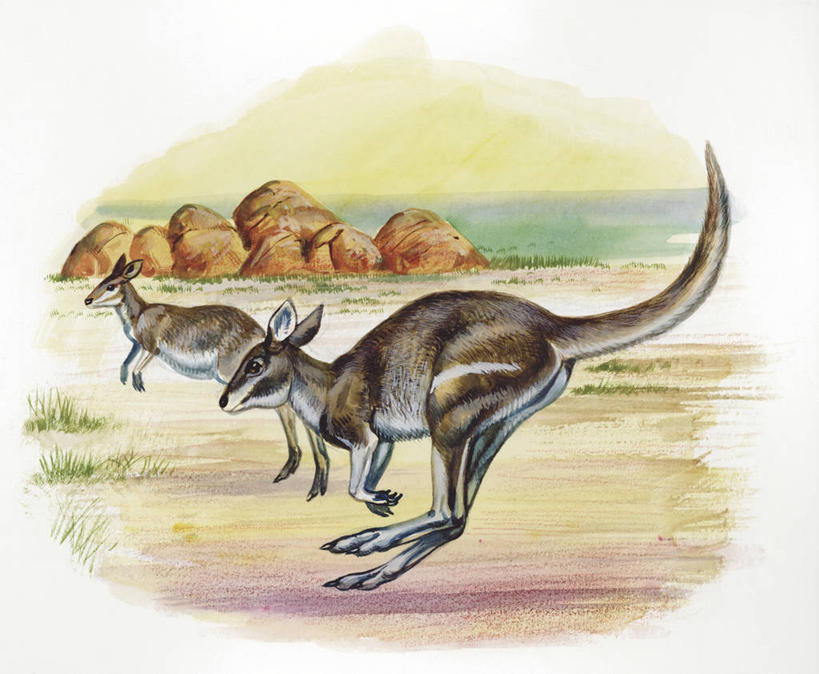 无人,跑,跳,横图,插画,室外,白天,白色背景,侧面,数码,科技,哺乳动物,袋鼠,野生动物,阴影,科学,网络,高光,几何,计算机图形,合成,图画,画,白色,自然,动物,两只,可爱,活泼,环境,电脑合成图,数码合成图,生物学,合成图,漫画,写实,具体,具象,育儿袋,彩图,动物学