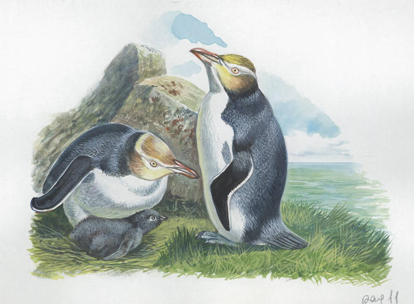 无人,横图,插画,室外,白天,白色背景,侧面,数码,科技,企鹅,野生动物,三只,阴影,科学,网络,鸟类,高光,几何,计算机图形,合成,图画,画,草,白色,自然,动物,环境,电脑合成图,数码合成图,生物学,合成图,漫画,写实,具体,具象,黄眼企鹅,岩石,彩图,动物学