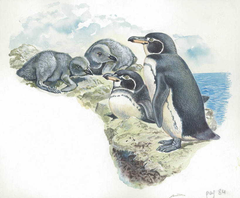 无人,横图,插画,室外,白天,白色背景,数码,科技,企鹅,野生动物,四只,阴影,科学,网络,鸟类,高光,几何,计算机图形,合成,图画,画,白色,自然,动物,环境,电脑合成图,数码合成图,生物学,合成图,漫画,写实,具体,具象,加拉帕戈斯企鹅,彩图,动物学