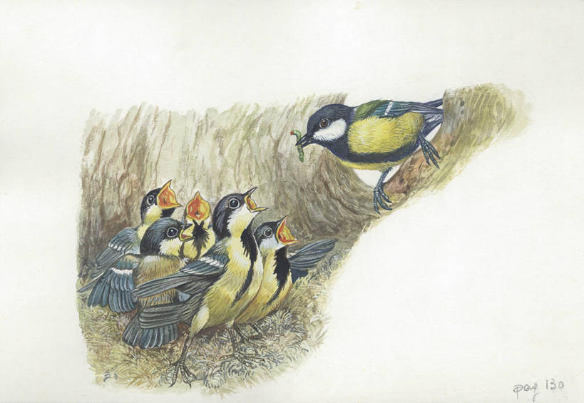 无人,横图,插画,室外,白天,白色背景,侧面,数码,科技,野生动物,阴影,科学,网络,鸟类,山雀,鸟巢,高光,几何,计算机图形,合成,图画,画,白色,自然,动物,环境,电脑合成图,数码合成图,生物学,合成图,漫画,写实,具体,具象,喂养,大山雀,彩图,动物学