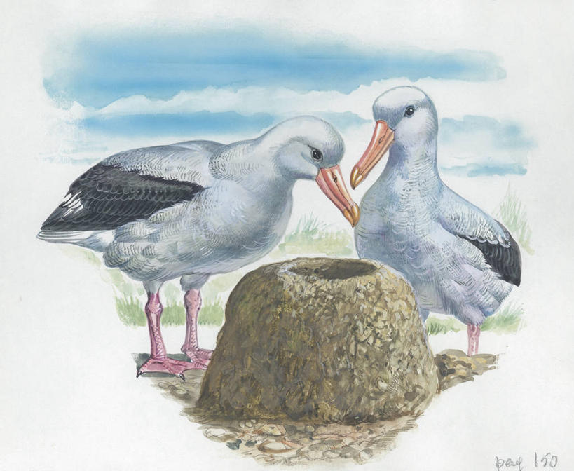 无人,横图,插画,室外,白天,白色背景,数码,科技,海鸟,野生动物,信天翁,阴影,科学,网络,鸟类,鸟巢,高光,几何,计算机图形,合成,图画,画,白色,自然,动物,两只,环境,电脑合成图,数码合成图,生物学,合成图,漫画,写实,具体,具象,漂泊信天翁,彩图,动物学