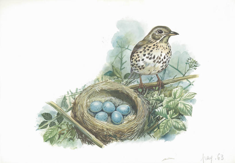 无人,横图,插画,室外,白天,白色背景,数码,科技,野生动物,阴影,科学,网络,画眉,鸟类,鸟巢,枝,高光,几何,计算机图形,合成,图画,画,树,白色,自然,动物,环境,电脑合成图,数码合成图,生物学,合成图,漫画,写实,具体,具象,卵,酵母,彩图,动物学