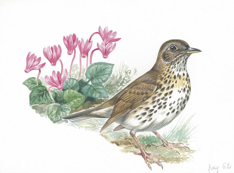 无人,横图,插画,室外,白天,白色背景,数码,科技,野生动物,阴影,科学,网络,画眉,鸟类,高光,几何,计算机图形,合成,图画,画,花,白色,自然,动物,环境,电脑合成图,数码合成图,生物学,合成图,漫画,写实,具体,具象,彩图,动物学