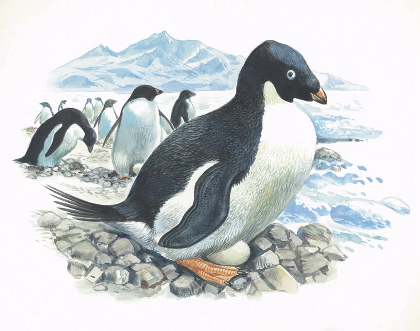 无人,横图,插画,室外,白天,白色背景,数码,科技,海洋,水,企鹅,野生动物,阴影,科学,网络,鸟类,鸟巢,高光,几何,计算机图形,合成,图画,画,白色,自然,动物,思考,环境,电脑合成图,数码合成图,生物学,合成图,漫画,写实,具体,具象,阿黛利企鹅,产卵,彩图,动物学