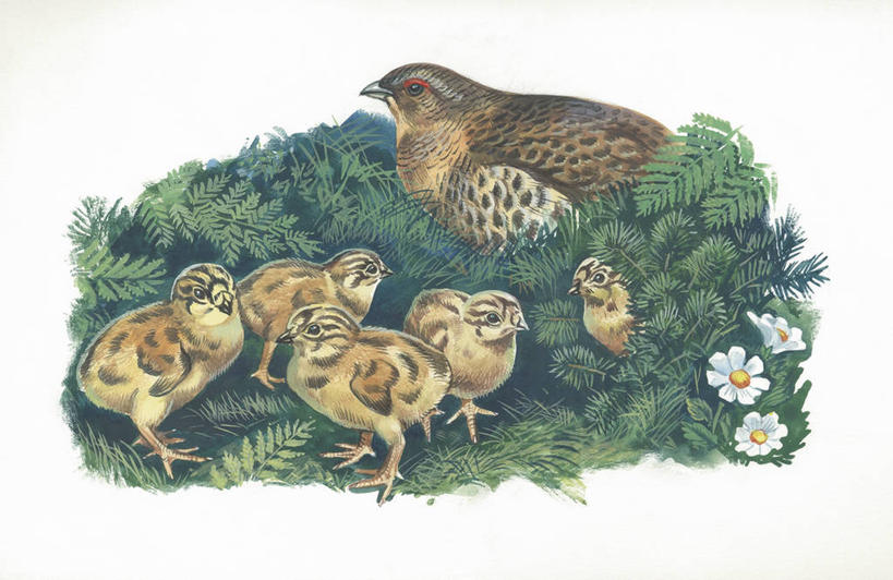 无人,横图,插画,室外,白天,白色背景,数码,科技,鸟,野生动物,叶子,阴影,科学,网络,鸟类,高光,几何,计算机图形,合成,图画,画,草,白色,自然,动物,环境,电脑合成图,数码合成图,生物学,合成图,漫画,写实,具体,具象,鹌鹑,彩图,动物学