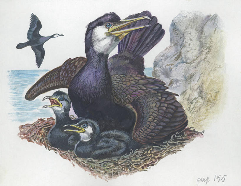 无人,横图,插画,室外,白天,白色背景,数码,科技,海洋,水,海鸟,野生动物,四只,阴影,科学,网络,鸬鹚,鸟类,鸟巢,高光,几何,计算机图形,合成,图画,画,白色,自然,动物,环境,电脑合成图,数码合成图,生物学,合成图,漫画,写实,具体,具象,岩石,彩图,动物学