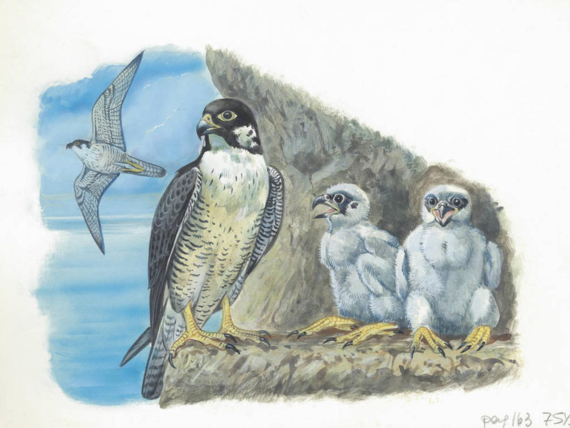 无人,横图,插画,室外,白天,白色背景,安全,数码,科技,野生动物,四只,阴影,科学,网络,鸟类,鸟巢,高光,几何,计算机图形,合成,图画,画,白色,自然,动物,保护,环境,电脑合成图,数码合成图,生物学,合成图,漫画,猎鹰,写实,具体,具象,游隼,彩图,动物学