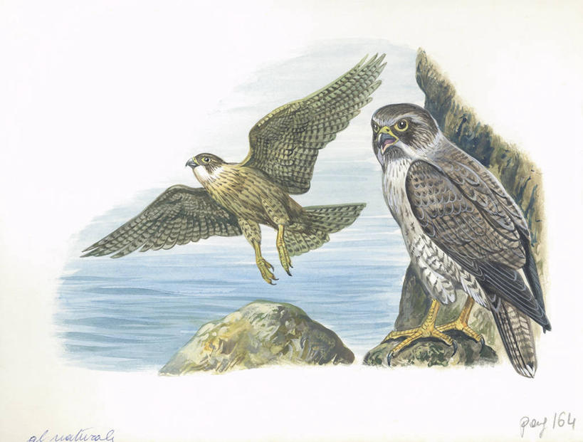 无人,横图,插画,室外,白天,白色背景,数码,科技,海洋,水,野生动物,阴影,科学,网络,翅膀,鸟类,高光,几何,计算机图形,合成,图画,飞,画,白色,自然,动物,两只,栖息,环境,电脑合成图,数码合成图,生物学,合成图,漫画,猎鹰,写实,具体,具象,游隼,岩石,彩图,动物学