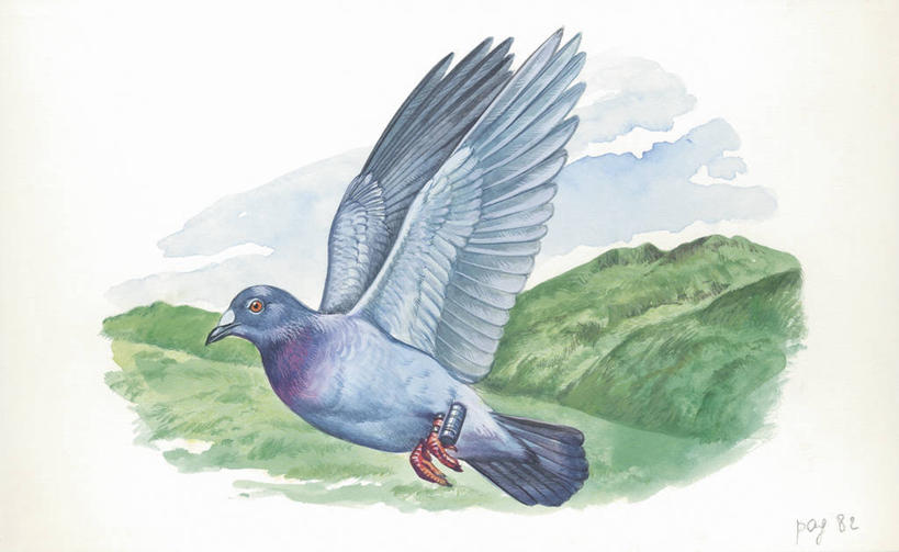 无人,横图,插画,室外,白天,白色背景,侧面,通讯,数码,科技,鸽子,野生动物,阴影,科学,网络,翅膀,鸟类,高光,几何,计算机图形,合成,图画,拿着,飞,画,白色,自然,动物,容器,环境,电脑合成图,数码合成图,生物学,合成图,运送,消息,漫画,写实,具体,具象,原鸽,彩图,旅行,动物学