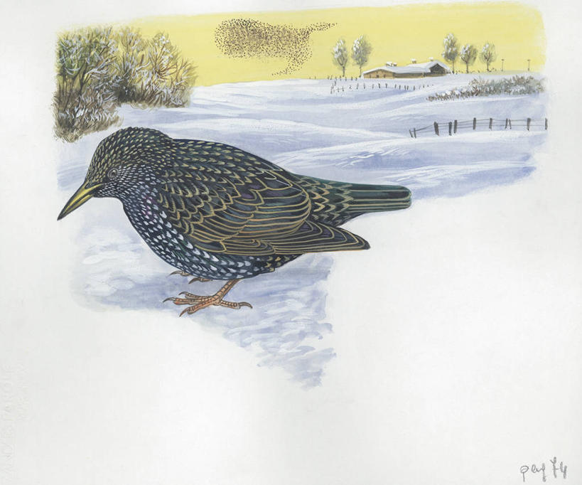 无人,站,横图,插画,室外,白天,白色背景,侧面,数码,科技,雪,野生动物,阴影,科学,网络,鸟类,冬天,高光,几何,计算机图形,合成,图画,画,白色,自然,动物,环境,电脑合成图,数码合成图,生物学,合成图,漫画,八哥,写实,具体,具象,彩图,动物学