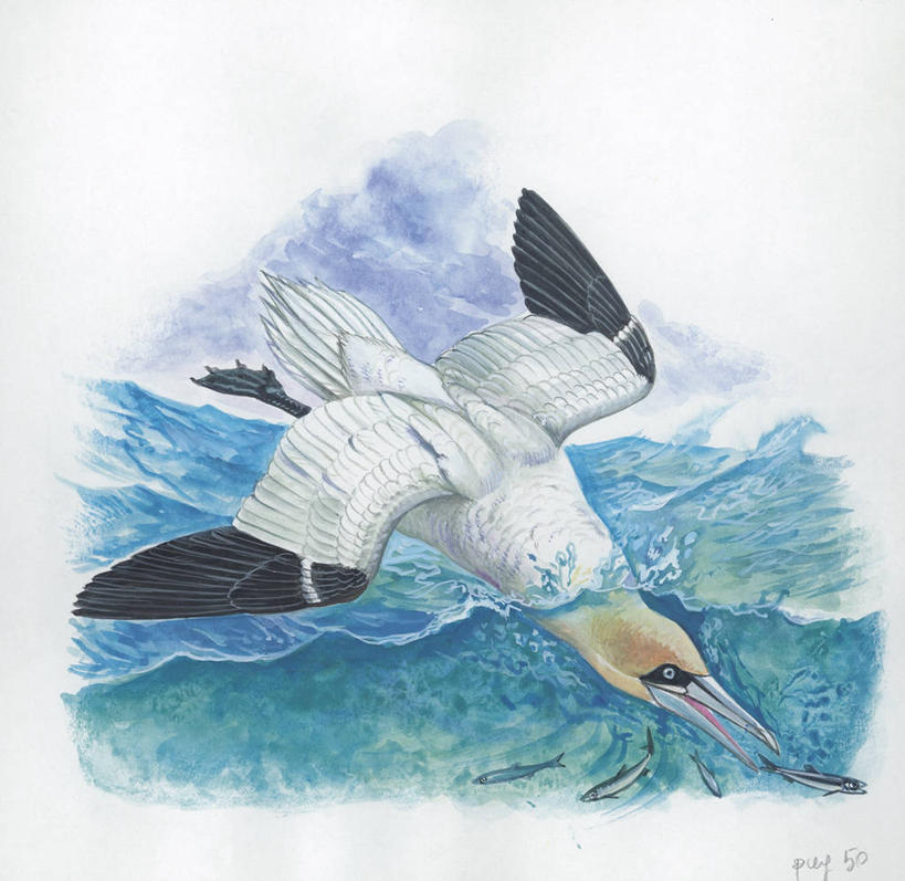 跳水,游泳,无人,横图,方图,插画,室外,白天,白色背景,数码,科技,海洋,水,野生动物,阴影,科学,网络,鸟类,捕食,高光,几何,计算机图形,合成,图画,鱼类,画,白色,自然,动物,环境,电脑合成图,数码合成图,接,生物学,合成图,漫画,写实,具体,具象,鲣鸟,北方鲣鸟,彩图,动物学