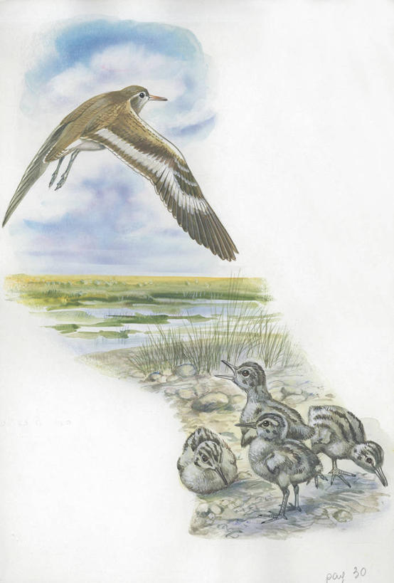 无人,站,坐,竖图,插画,室外,白天,留白,旅游,度假,绘画,数码,科技,美景,野生动物,阴影,艺术,科学,网络,翅膀,鸟类,地平线,景观,云,辽阔,地面,高光,几何,计算机图形,古典,合成,小鸟,图画,文化,娱乐,飞,画,天空,自然,动物,工艺品,品味,享受,休闲,广阔,景色,放松,颜料,保护,一望无际,环境,美术,电脑合成图,数码合成图,生物学,高雅,合成图,近景,自然风光,延伸,漫画,天地相交,写实,具体,具象,美学,矶鹞,无边无际,一马平川,矶鹬,彩图,动物学