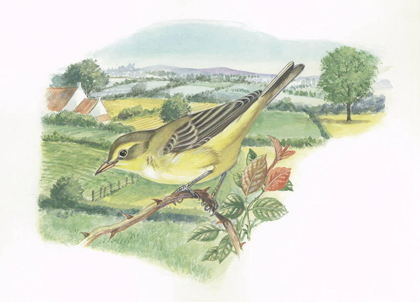 无人,横图,插画,室外,特写,白天,留白,侧面,旅游,度假,绘画,数码,科技,美景,野生动物,叶子,阴影,艺术,科学,网络,鸟类,地平线,景观,田地,辽阔,枝,地面,高光,几何,计算机图形,古典,合成,图画,文化,娱乐,画,树,自然,动物,工艺品,品味,享受,休闲,广阔,景色,放松,栖息,颜料,一望无际,环境,美术,电脑合成图,数码合成图,生物学,高雅,合成图,荆棘,自然风光,延伸,漫画,天地相交,写实,具体,具象,美学,野玫瑰,无边无际,一马平川,彩图,动物学