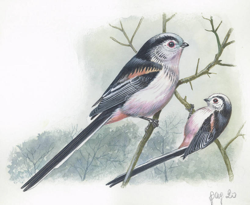 无人,横图,插画,室外,白天,留白,侧面,旅游,度假,绘画,数码,科技,美景,野生动物,阴影,艺术,科学,网络,长尾山雀,鸟类,山雀,景观,枝,高光,几何,计算机图形,古典,合成,小鸟,图画,文化,娱乐,画,树,天空,自然,动物,工艺品,品味,两只,享受,休闲,景色,放松,栖息,颜料,环境,美术,电脑合成图,数码合成图,生物学,高雅,合成图,自然风光,漫画,写实,具体,具象,美学,彩图,动物学